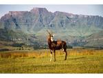 Drakensberg Plot For Sale