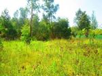 1388 m² Land available in Dullstroom