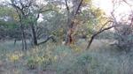 2100 m² Land available in Marloth Park