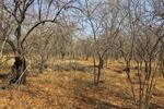 1790 m² Land available in Marloth Park