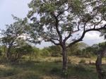 1 ha Land available in Moditlo Nature Reserve