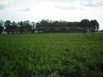 558 ha Farm in Kroonstad