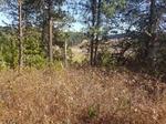 15 ha Land available in Tzaneen