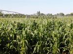 49 ha Land available in Jan Kempdorp